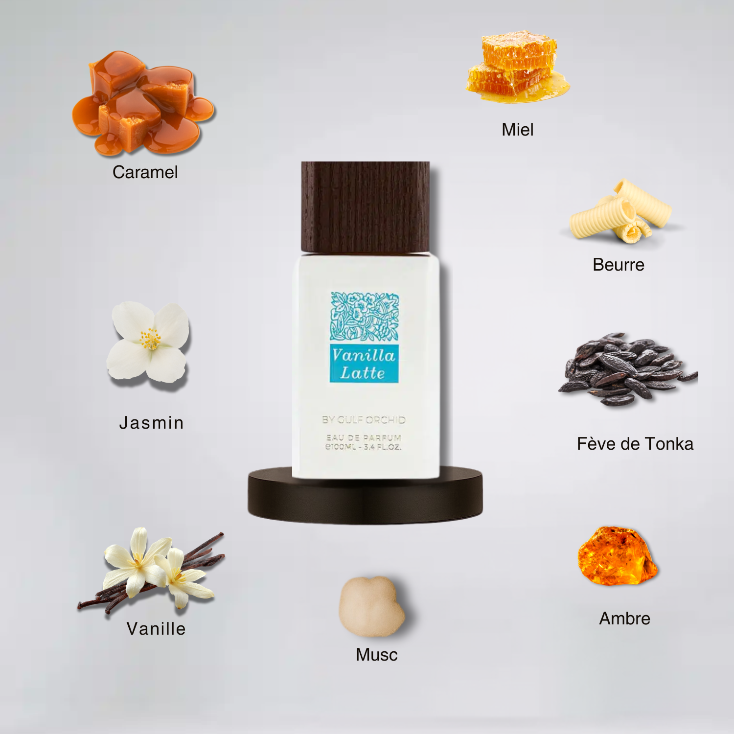 Vanilla Latte - Gulf Orchid